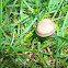 Mowers Mushroom