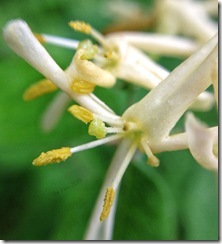 SueReno_BoydBigTreePreserve_HoneysuckleBlossom