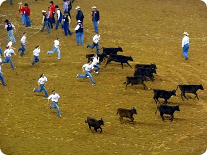 calf scramble