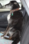 This is how Oly sits in the car. Its funny.