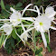 Spider Lily