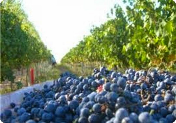la-ruta-del-vino-en-Rio-Negro_thumb2 la-ruta-del-vino-en-Rio-Negro_thumb2