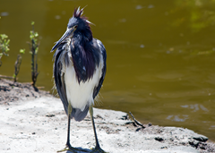 Tri-Colored Heron Spi 8 Tri-Colored Heron Spi 8