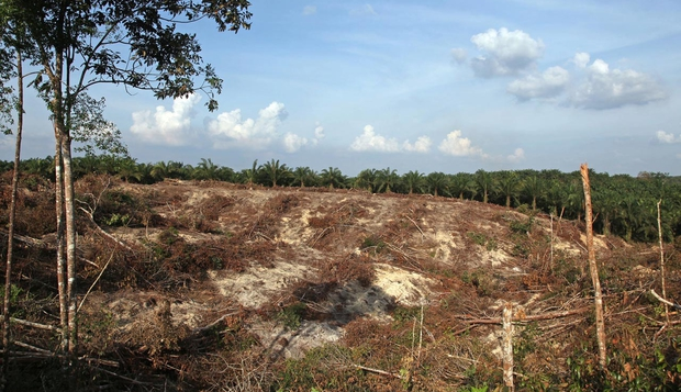Cleared land designated for a palm oil plantation in Pelalawan, Indonesia in 2010. A big topic in 2013 is sourcing sustainable palm oil, as much of the tropical deforestation that contributes to climate change is driven by palm oil production, according to Kron. Photo: Dimas Ardian / Bloomberg