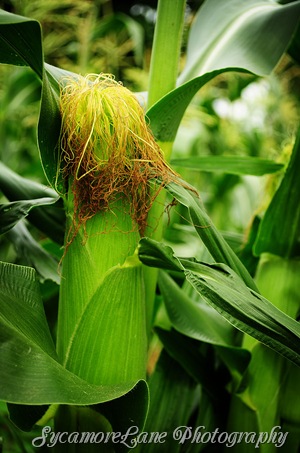 corn