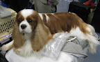 Cavalier King Charles Spaniel