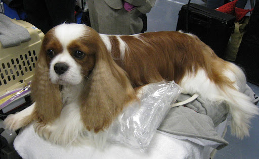 Cavalier King Charles Spaniel