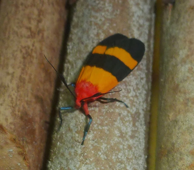 Arctiinae : Isorropus tricolor BUTLER, 1880, endémique. Parc d'Andasibe-Mantadia (Madagascar), 28 décembre 2013. Photo : T. Laugier