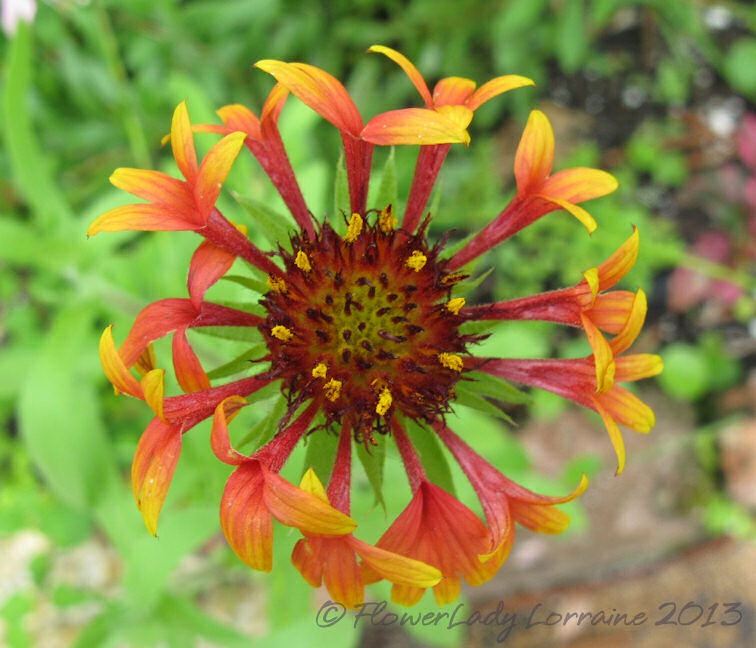 [06-04-blanket-flower%255B4%255D.jpg]