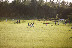 Thumbnail - 2011 SFC QF : Roslea v Newtownbutler