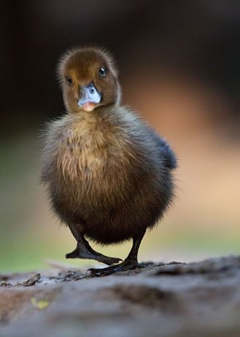 [funny-animals-haha-20%255B2%255D.jpg]