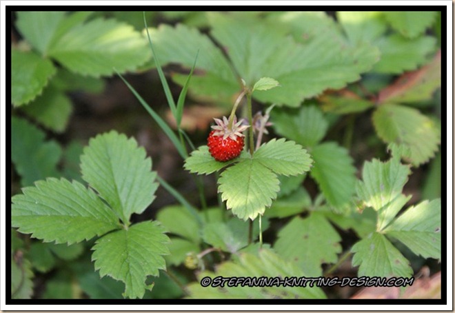 Wild strawberry