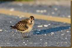 Least Sandpiper - Calidris minutilla