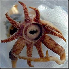 squid squid