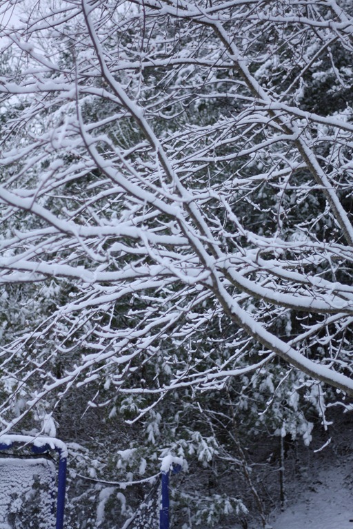 [march%25202012%2520snow%2520001%255B5%255D.jpg]