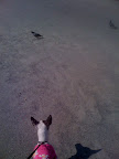 Pepper found the pigeons particularly engaging.