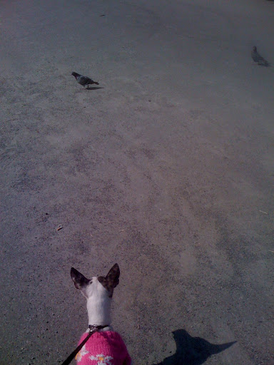 Pepper found the pigeons particularly engaging.