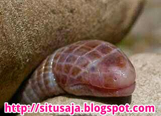 http://situsaja.blogspot.com