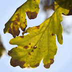 Aderblatt