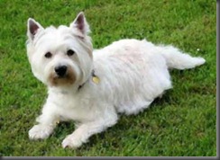 westie