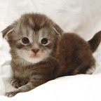 Baby Yippie @ 3 weeks yippie3.jpg
