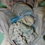 fetal_pig_digestive.JPG