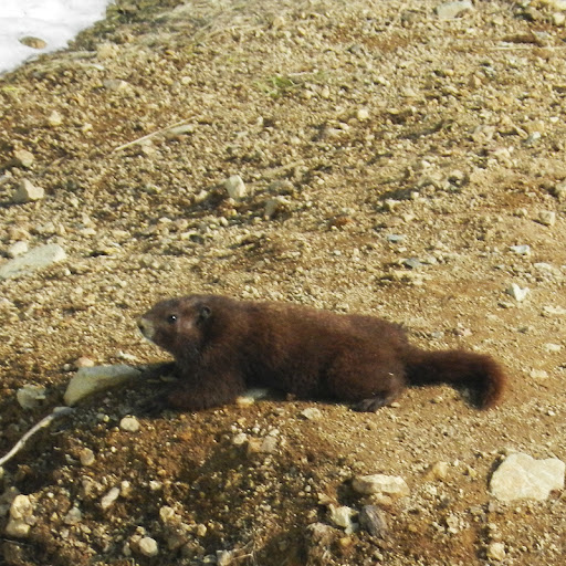 Vi.marmot.dscn4309