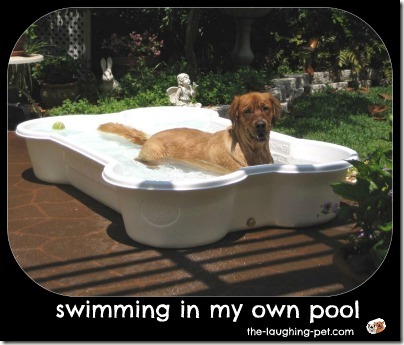 dog swimming pool