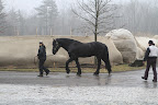 After his session, Meindert was taken back outside, where he clearly showed more pep in his step, which means he's feeling better! After his session, Meindert was taken back outside, where he clearly showed more pep in his step, which means he's feeling better!