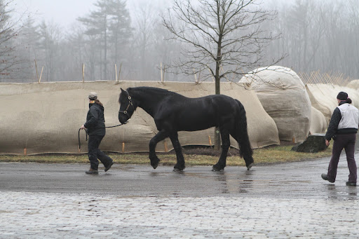 After his session, Meindert was taken back outside, where he clearly showed more pep in his step, which means he's feeling better! After his session, Meindert was taken back outside, where he clearly showed more pep in his step, which means he's feeling better!
