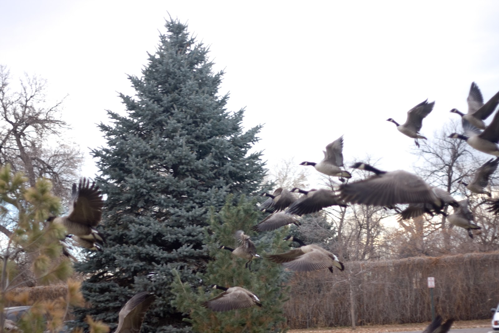 [11.19.12%2520park%2520geese%255B4%255D.jpg]
