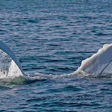 Humpback whale