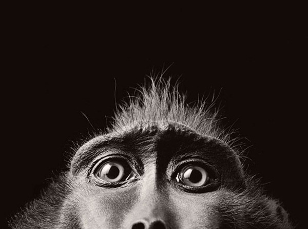 Monkey Eyes Monkey Eyes