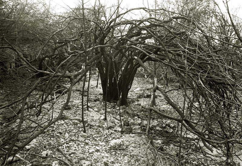 563 arbusto de ribera