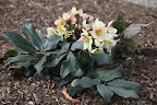 Unlike petals, which wither and fall off, these sepals stay on for many months at a time to protect the flower, which is why so many gardeners value these plants.