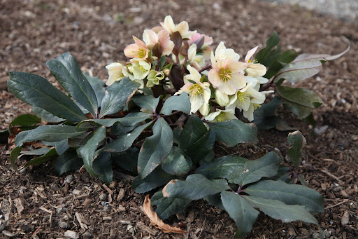 Unlike petals, which wither and fall off, these sepals stay on for many months at a time to protect the flower, which is why so many gardeners value these plants.