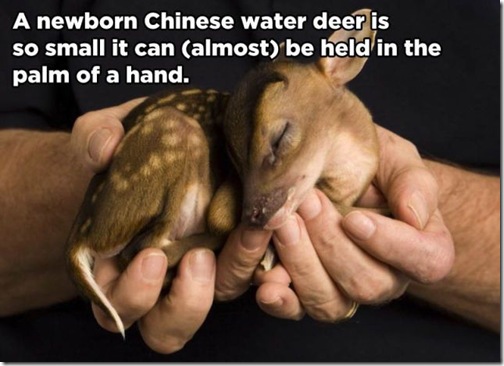 little_known_and_incredible_animal_facts_640_11