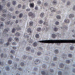 cell_onion_root_400x.jpg
