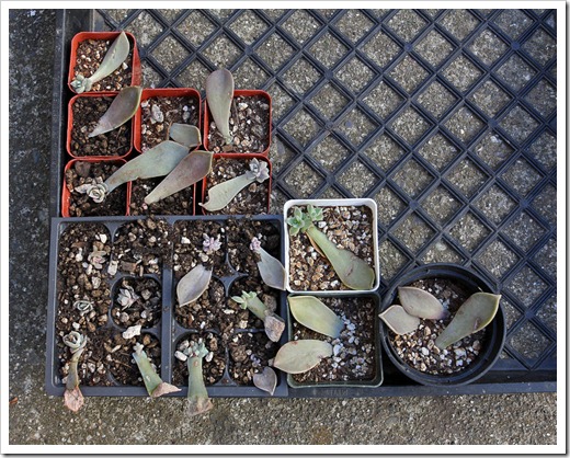 120202_leaf-cuttings1 120202_leaf-cuttings1