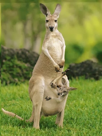 [Amazing%2520Animal%2520Pictures%2520Kangaroo%2520%25281%2529%255B4%255D.jpg]