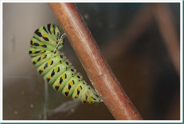 CaterpillarThread 2