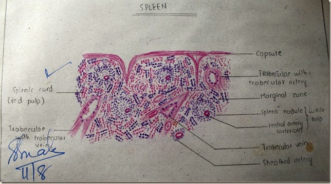 Spleen  high resolution histology diagram