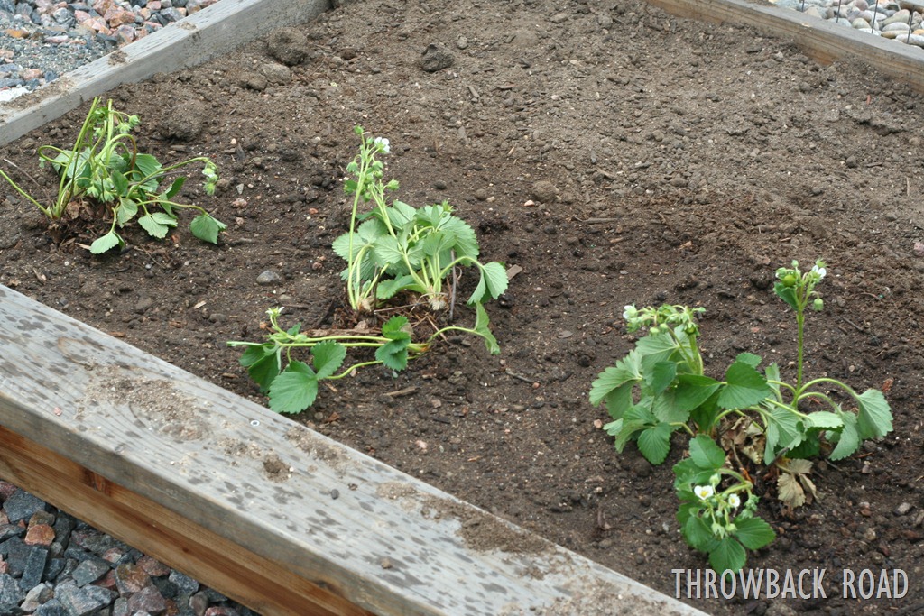 [pizza%2520an%2520garden%2520update%2520027%255B3%255D.jpg]