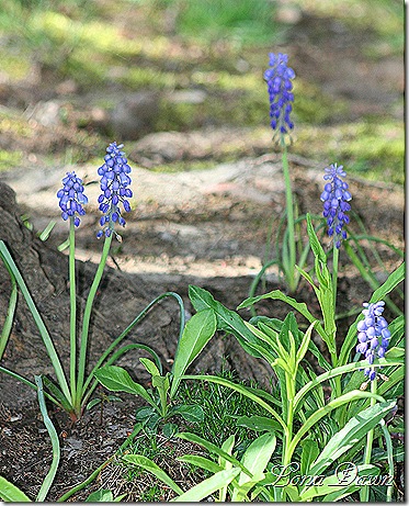 Grape_Hyacinths