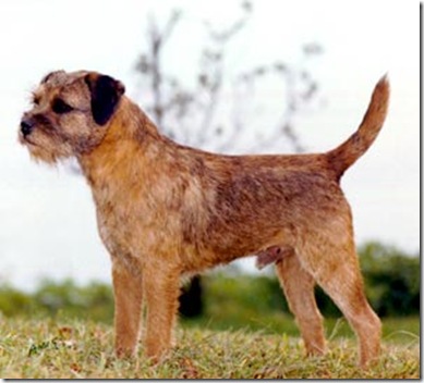Border-Terrier