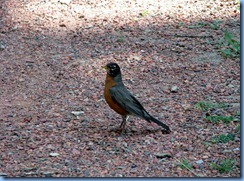 1679 Alberta Lethbridge - Helen Schuler Nature Centre - robin 1679 Alberta Lethbridge - Helen Schuler Nature Centre - robin