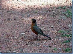 1679 Alberta Lethbridge - Helen Schuler Nature Centre - robin