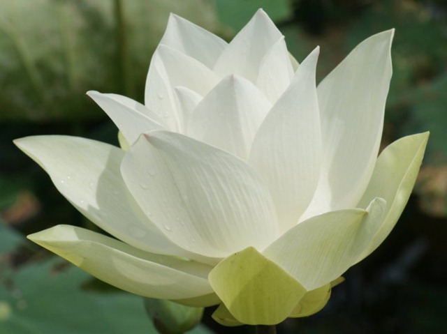 [loto%2520blanco%255B3%255D.jpg]