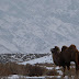 Camel on the plane above Dabancheng