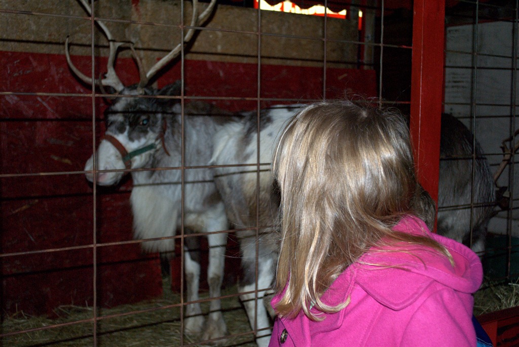 [Reindeer%255B5%255D.jpg]